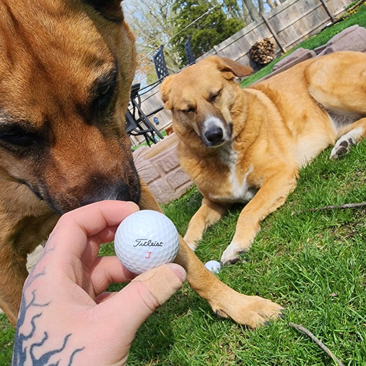 Reclaimed Golf Balls(5pk)